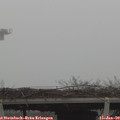 11_20-mast.jpg