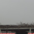 11_50-mast.jpg