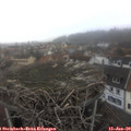 14_25-nest.jpg