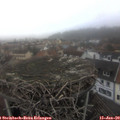 15_25-nest.jpg