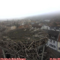 16_00-nest.jpg