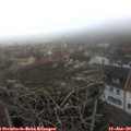 16_40-nest.jpg