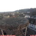 08_15-nest.jpg