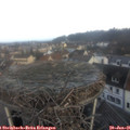 08_15-nest.jpg