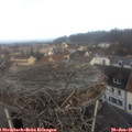 08_50-nest.jpg