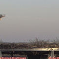 14_50-mast.jpg