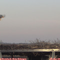 14_55-mast.jpg