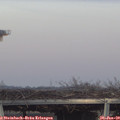 16_30-mast.jpg