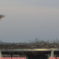 16_50-mast.jpg