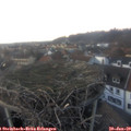 16_50-nest.jpg
