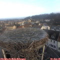 08_45-nest.jpg