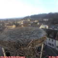 09_00-nest.jpg