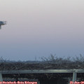 16_50-mast.jpg