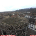 16_35-nest.jpg