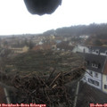 09_55-nest.jpg