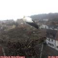 10_00-nest.jpg