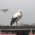 10_05-mast.jpg