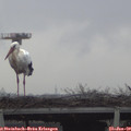 10_25-mast.jpg