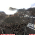 11_00-nest.jpg