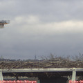 11_10-mast.jpg