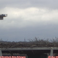 11_20-mast.jpg