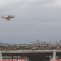 12_10-mast.jpg