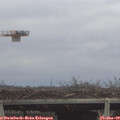 12_30-mast.jpg
