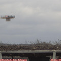 12_50-mast.jpg