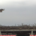 13_00-mast.jpg