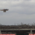 13_10-mast.jpg
