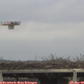 13_15-mast.jpg