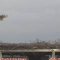 13_20-mast.jpg