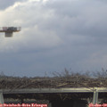 14_50-mast.jpg