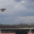 14_55-mast.jpg