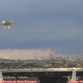 15_20-mast.jpg
