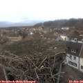 15_20-nest.jpg