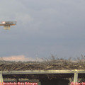 15_35-mast.jpg