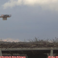 15_40-mast.jpg