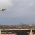 15_55-mast.jpg