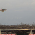 16_10-mast.jpg