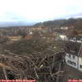 16_20-nest.jpg