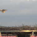 16_25-mast.jpg