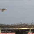 16_55-mast.jpg