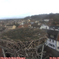 08_20-nest.jpg