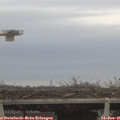 08_50-mast.jpg