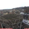 09_05-nest.jpg