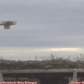 09_50-mast.jpg