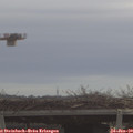 10_05-mast.jpg