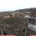 12_00-nest.jpg