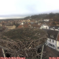 12_15-nest.jpg